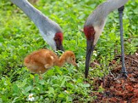 A1G5927c  Sandhill Crane (Antigone canadensis) - pair with 4-day-old colts